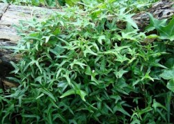 Hedera helix Sagittifolia / Szeldelt levelű borostyán